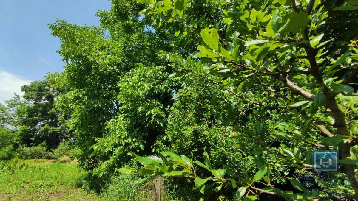 Seosko domacinstvo na 58 ari placa Ribare kod Jagodine 12