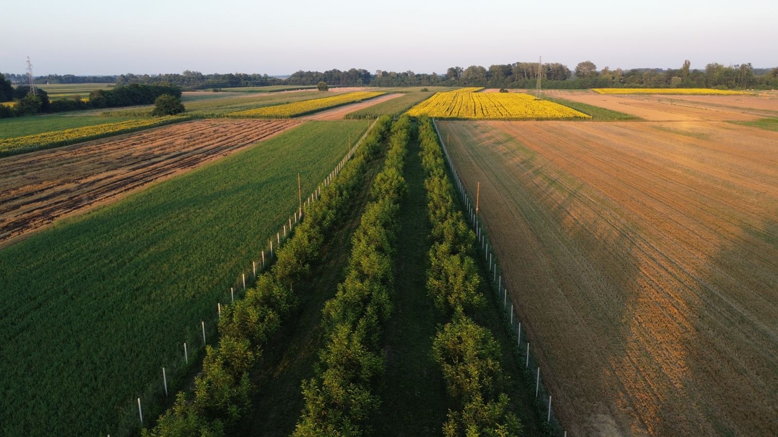 Na prodaju vocnjak Chandler oraha 1