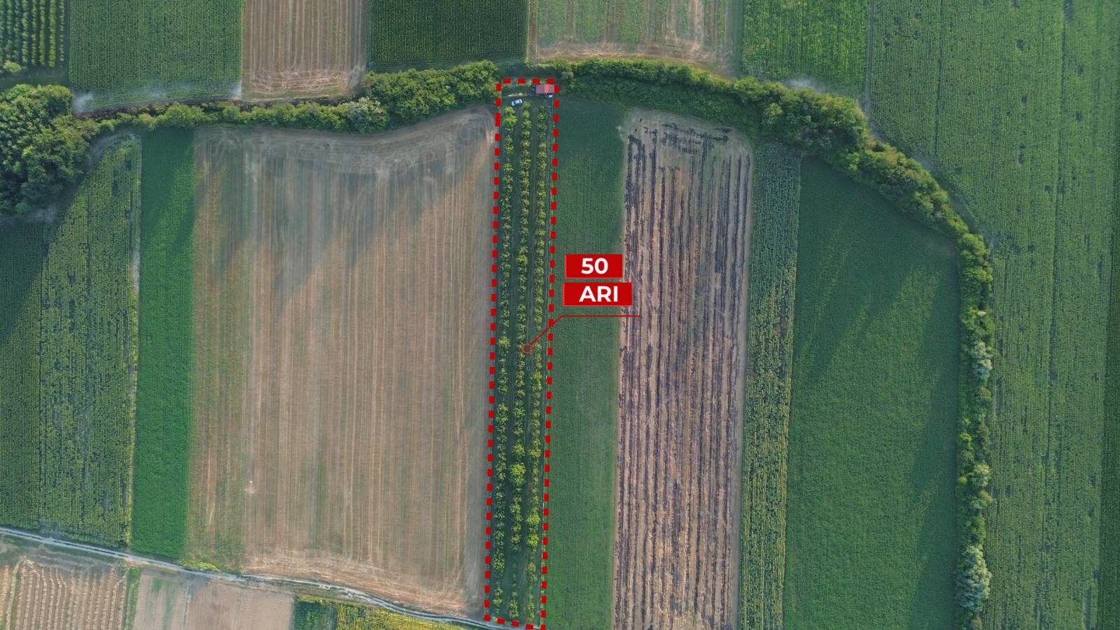 Na prodaju vocnjak Chandler oraha 2