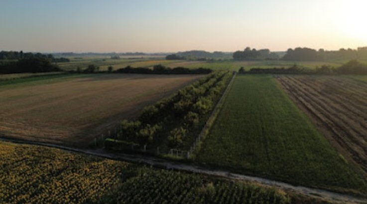 Na prodaju vocnjak Chandler oraha 4