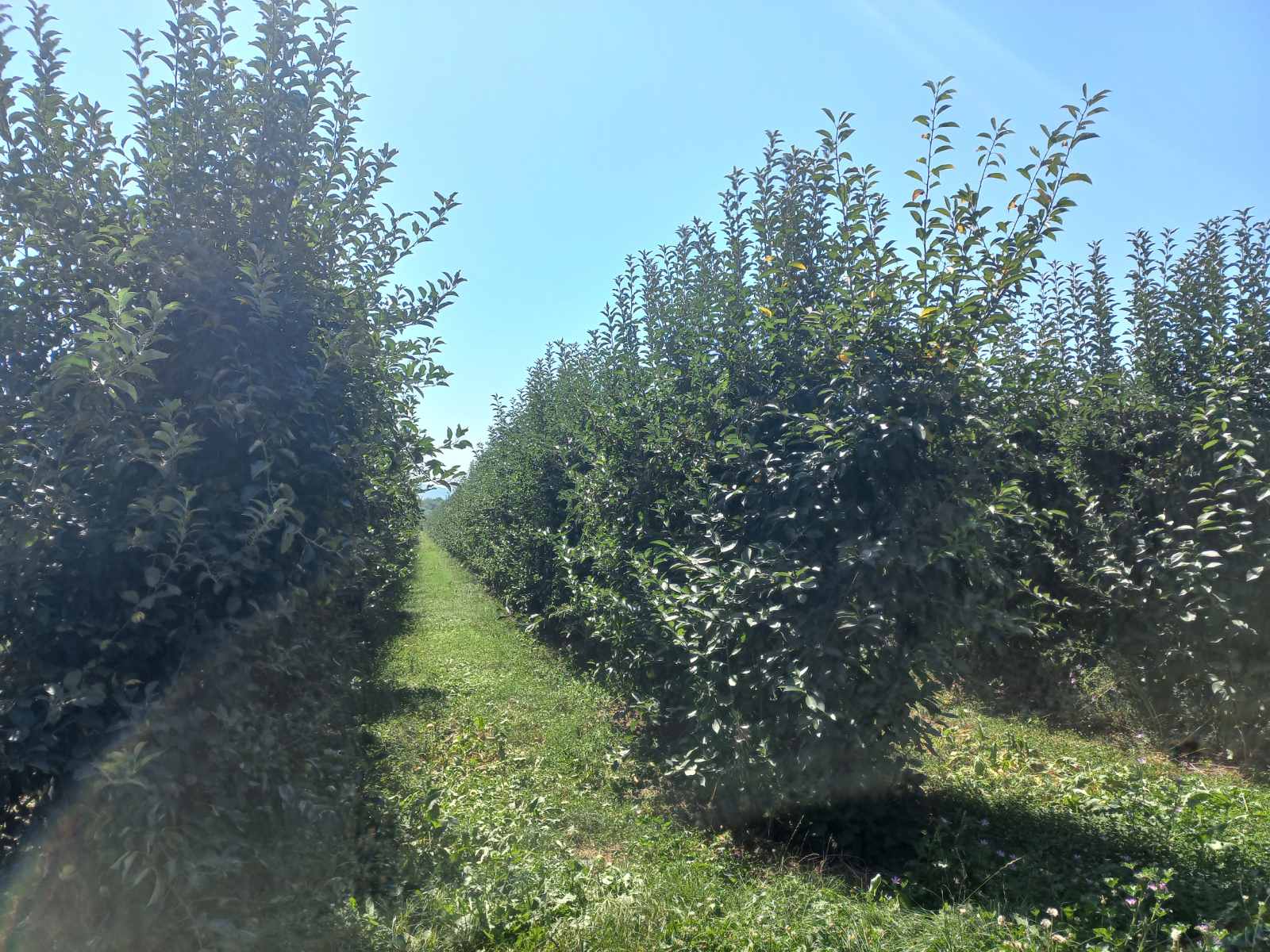 Vikendica hladnjaca i 57ari pod vocem Bela Crkva 3