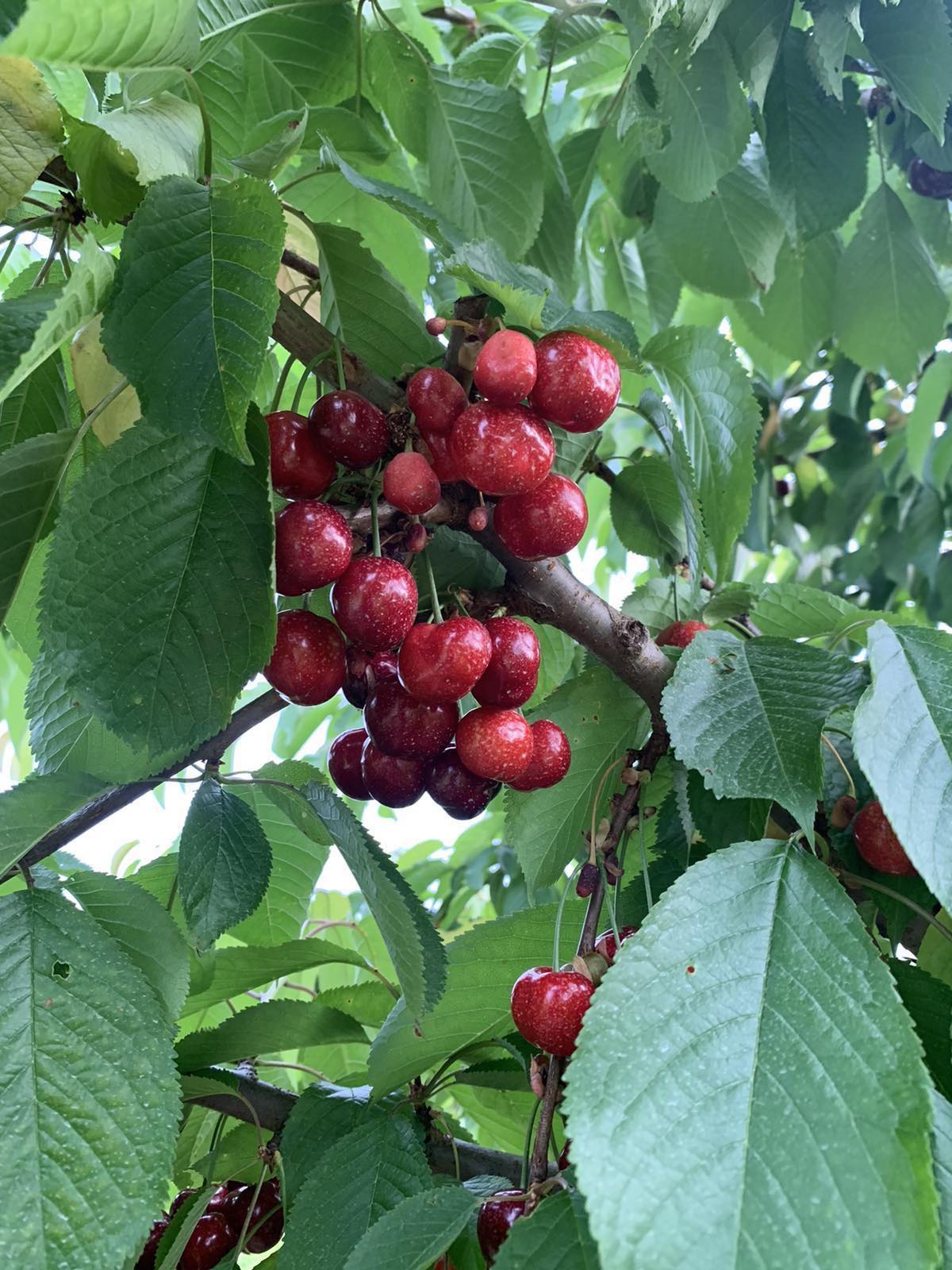 Šumadijsko domaćinstvo 4