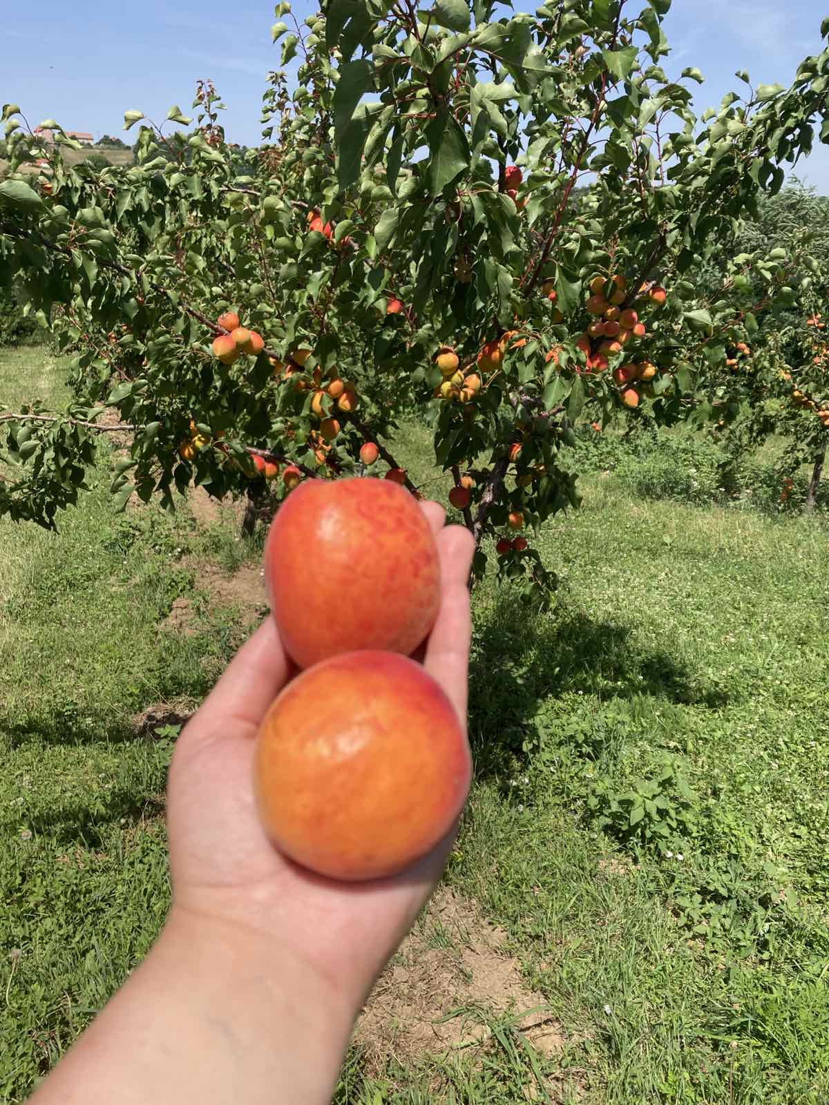 Šumadijsko domaćinstvo 5