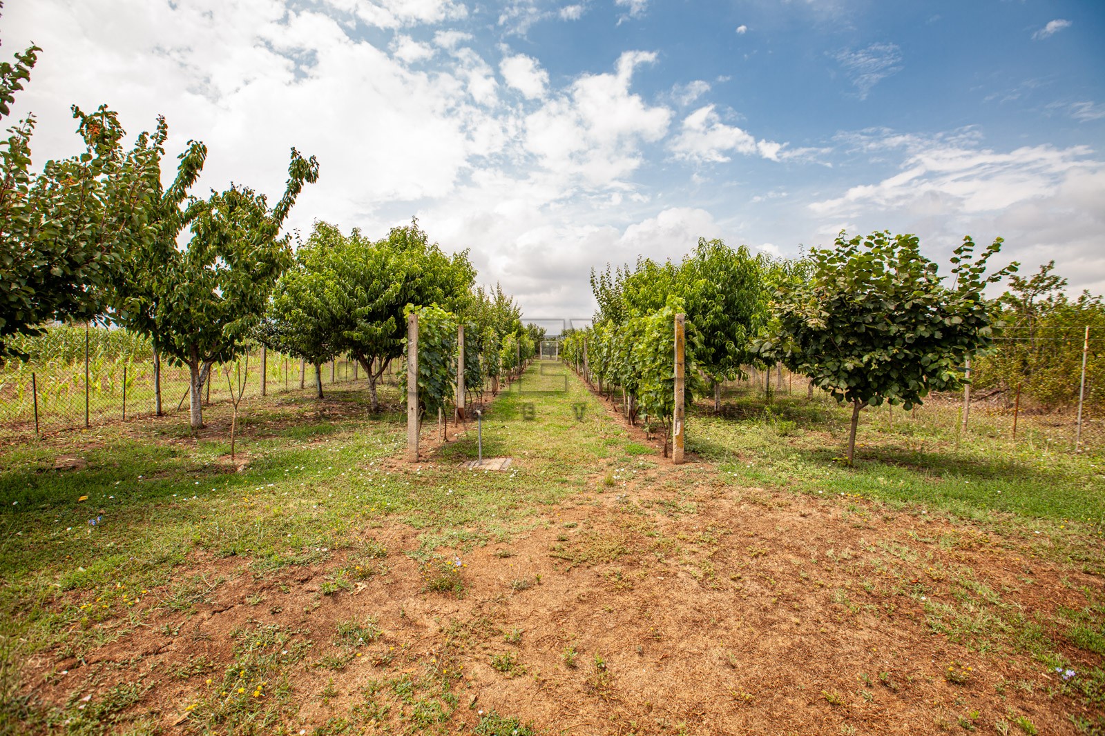 četvorosobna kuća, 146 m2, Mramorsko Brdo ID: p-03786 8