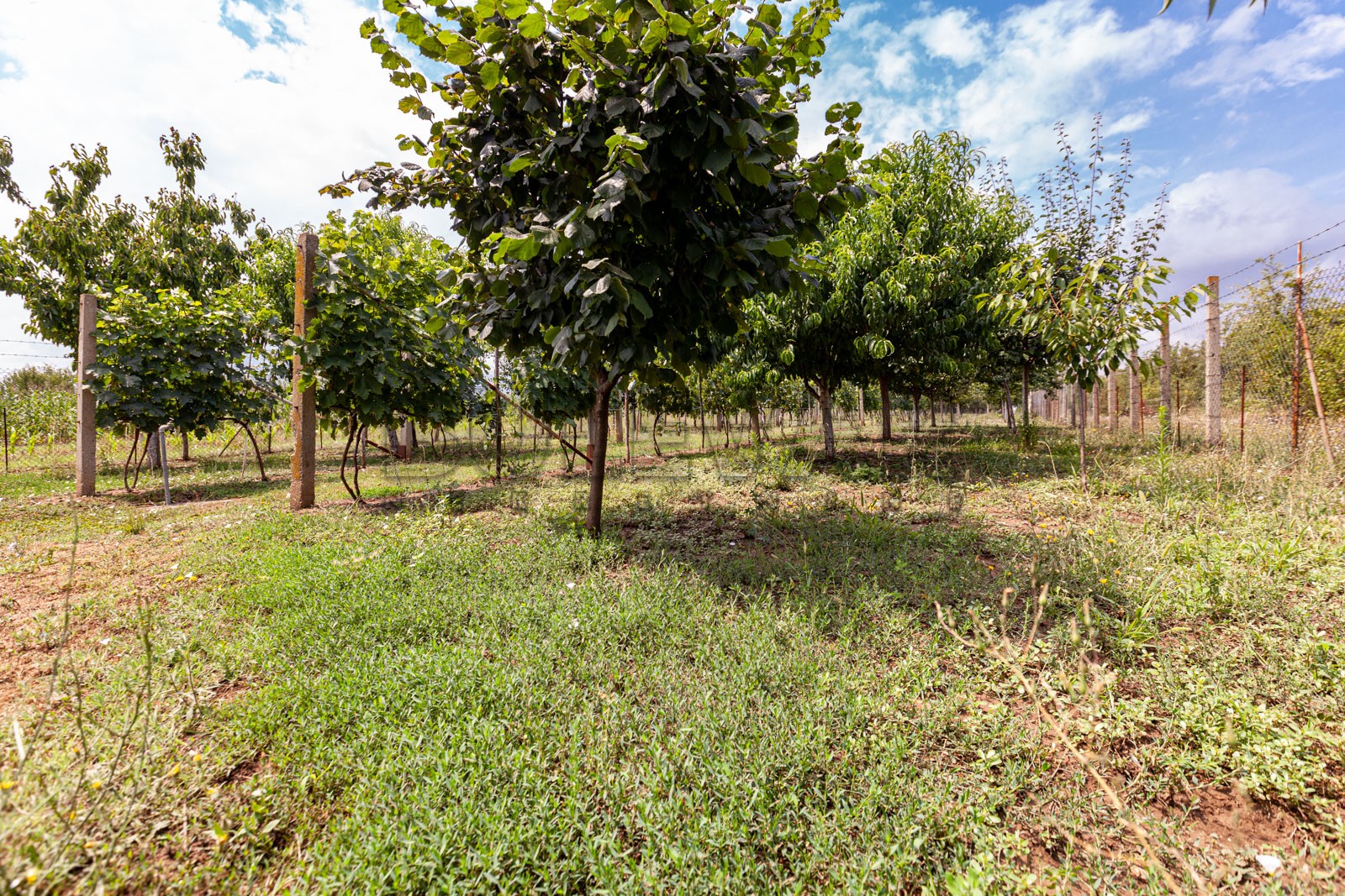 četvorosobna kuća, 146 m2, Mramorsko Brdo ID: p-03786 10