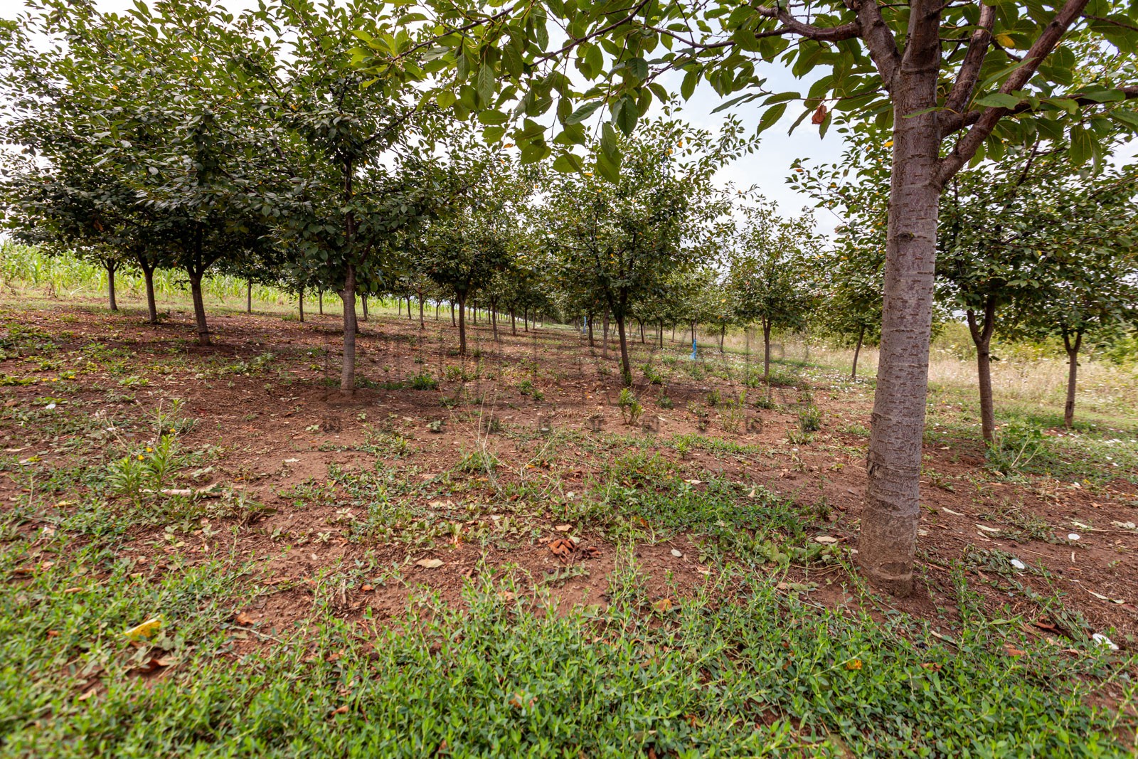 četvorosobna kuća, 146 m2, Mramorsko Brdo ID: p-03786 11