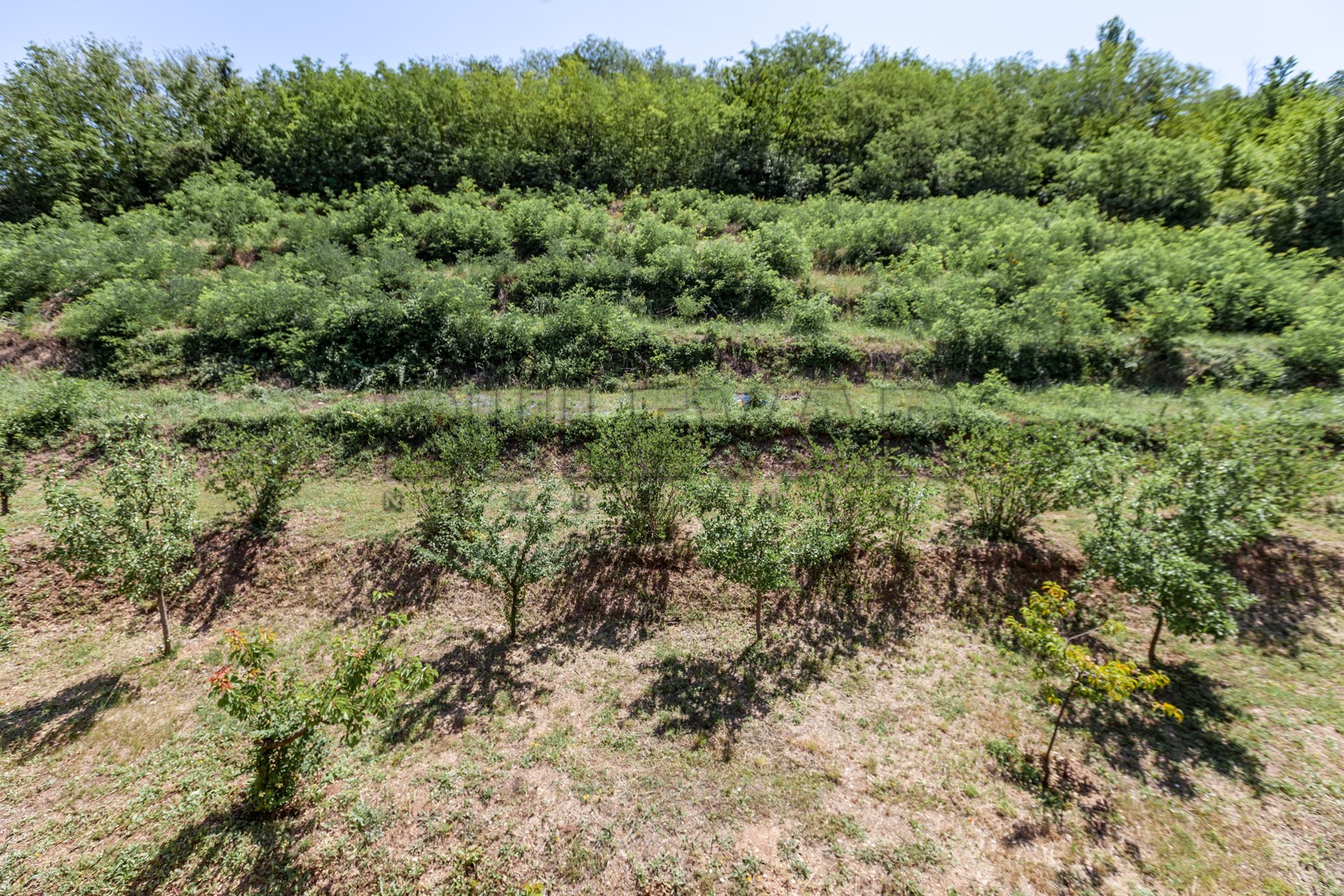 četvorosobna kuća, 350 m2, Palilula, Zdravke Vučković ID: p-06065 14