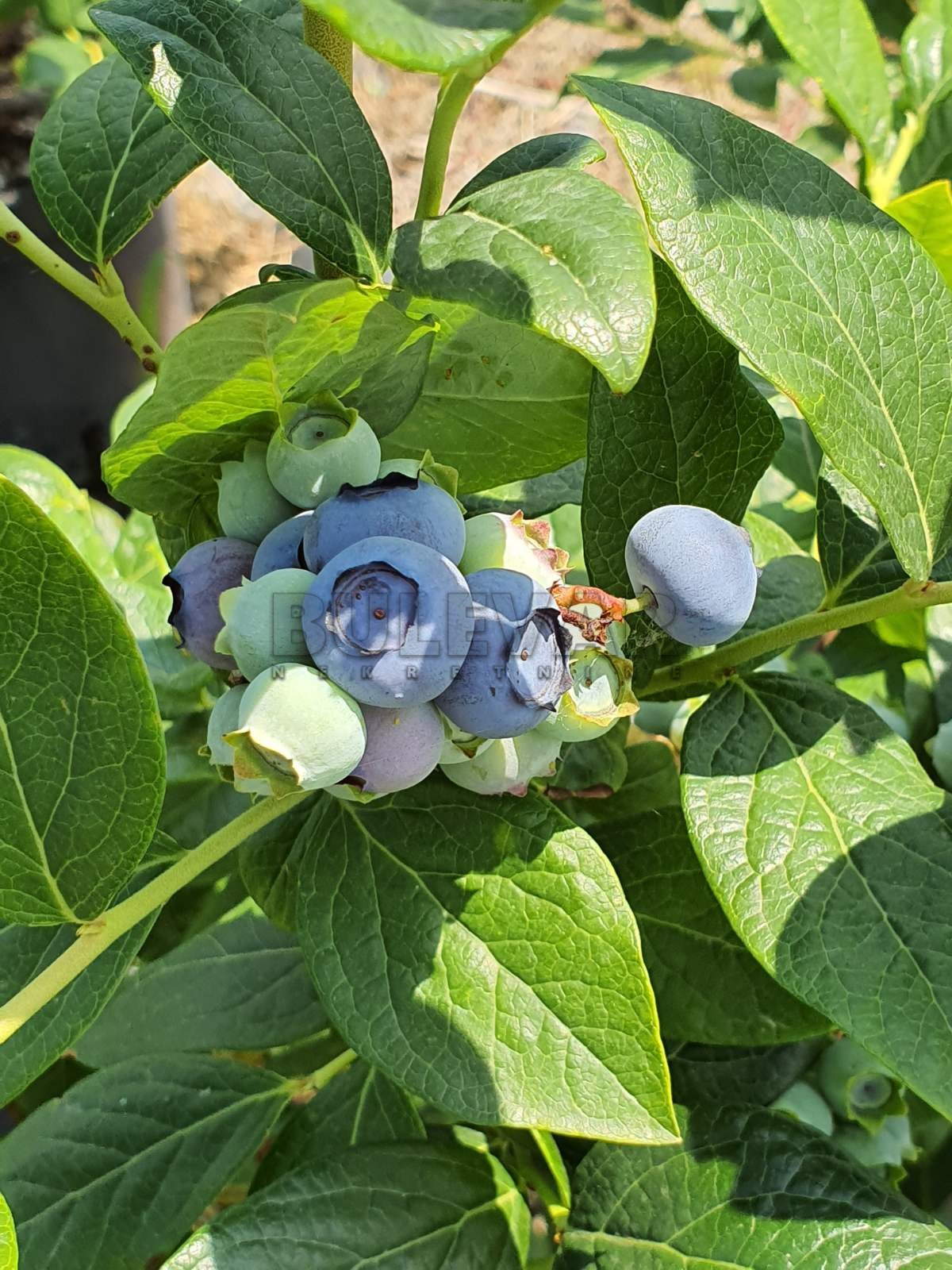 četvorosobna kuća, 45918 m2, Lužnice, Lužnice ID: p-07400 12