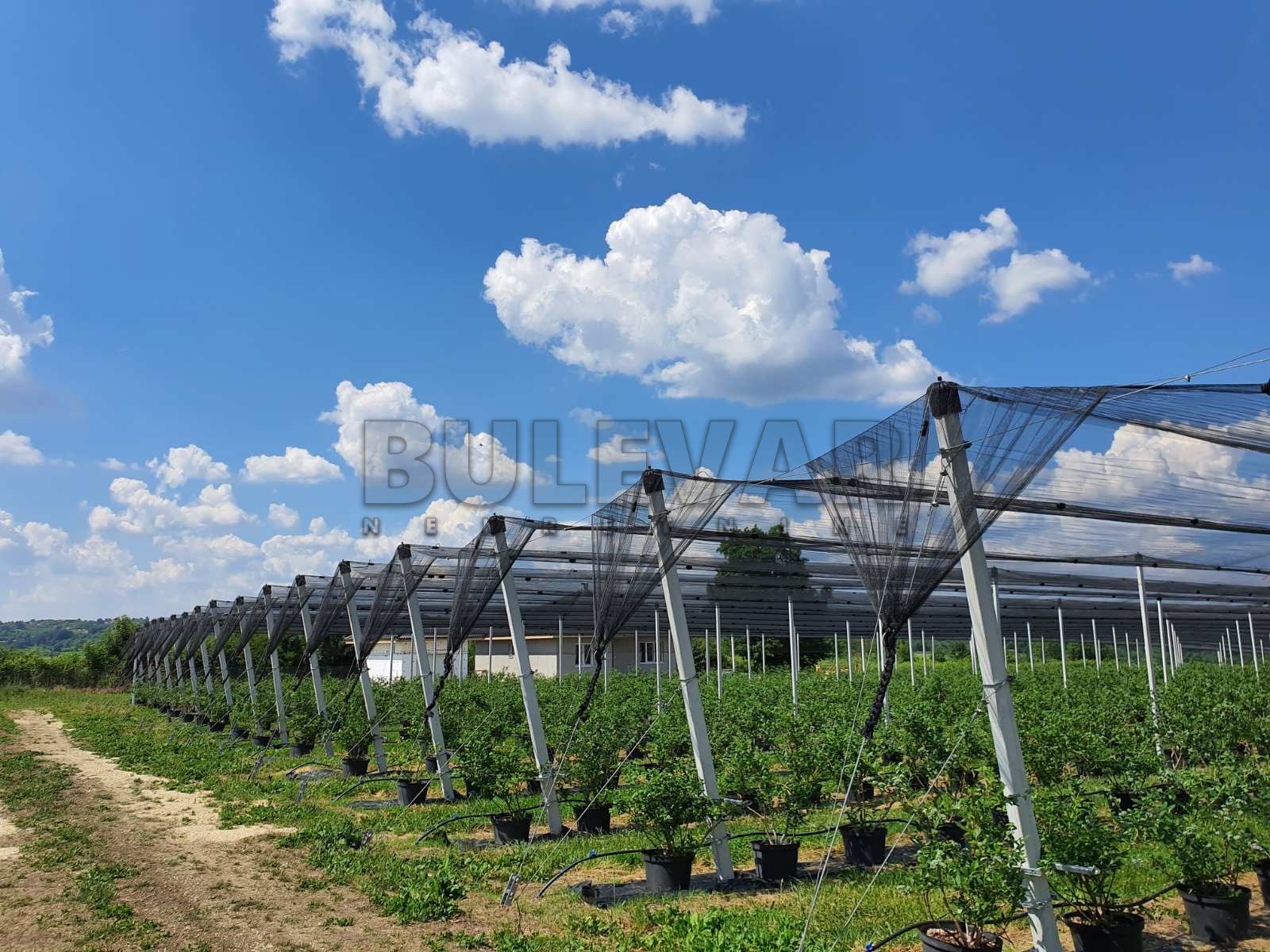 četvorosobna kuća, 45918 m2, Lužnice, Lužnice ID: p-07400 3