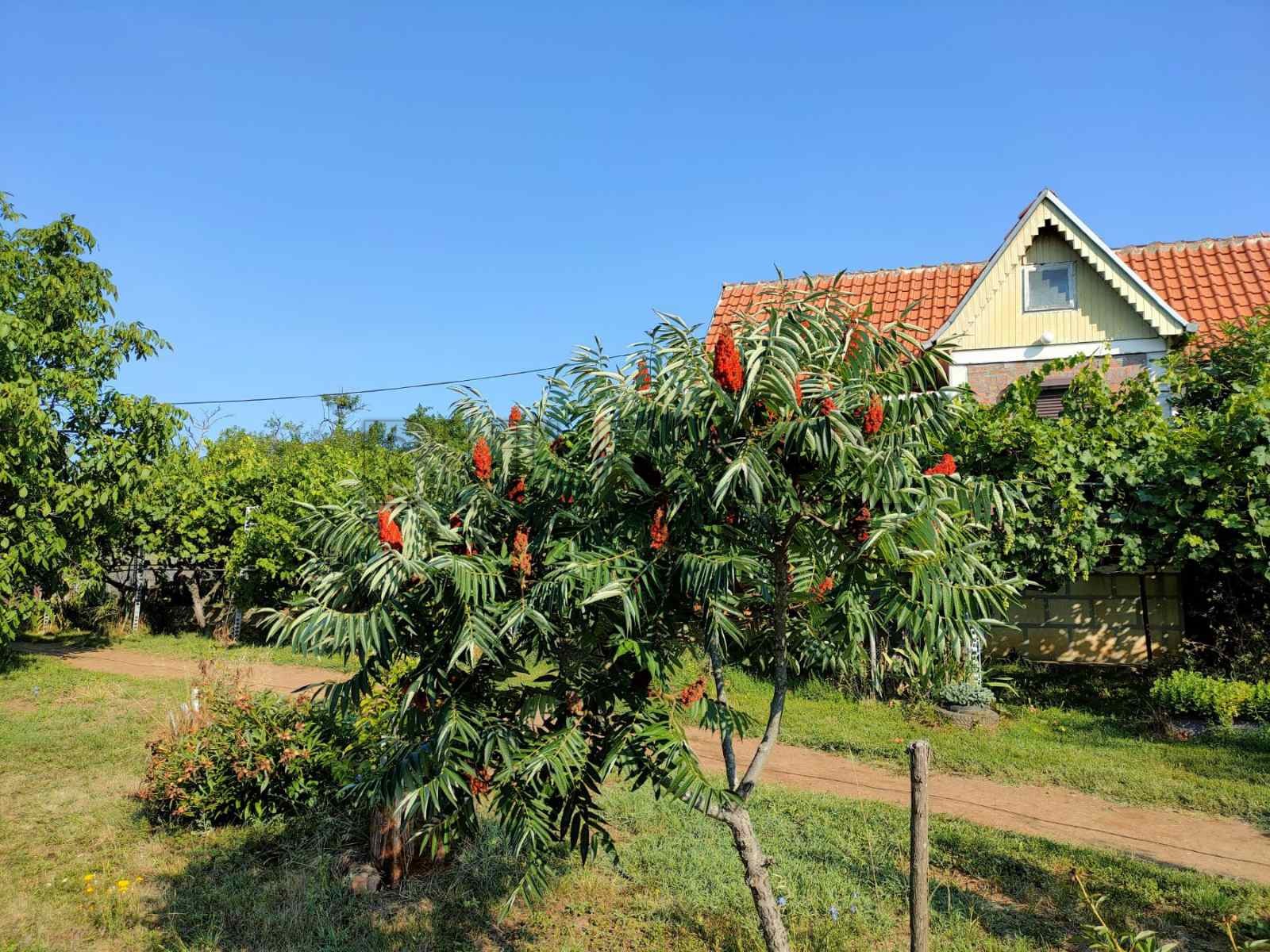 Dvosobna kuća, 80 m2, Staro Momčilovo, Staro Momčilovo ID: p-010338 26