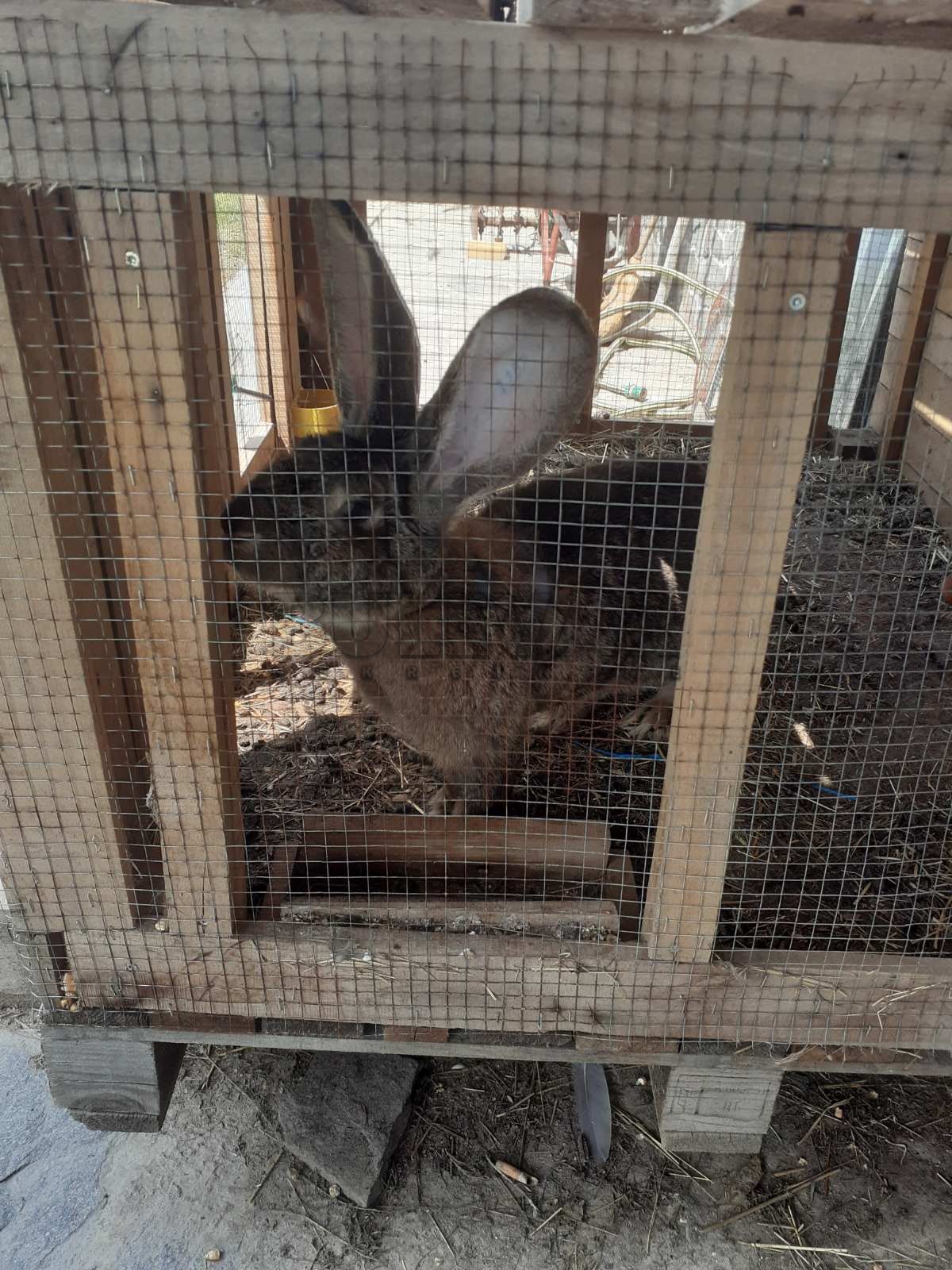 Lokal, 6000 m2, Kragujevac, Gornje Jarušice ID: p-06241 7