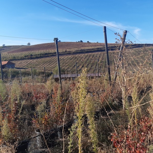 Plac, Crvena Reka ID: p-09849 23