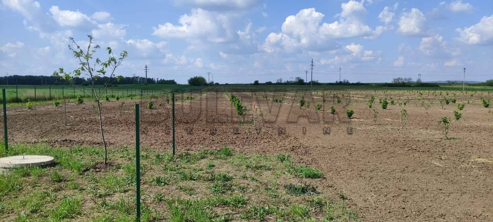 Plac, Gornje Jarušice, Gornje Jarušice ID: p-08611 5