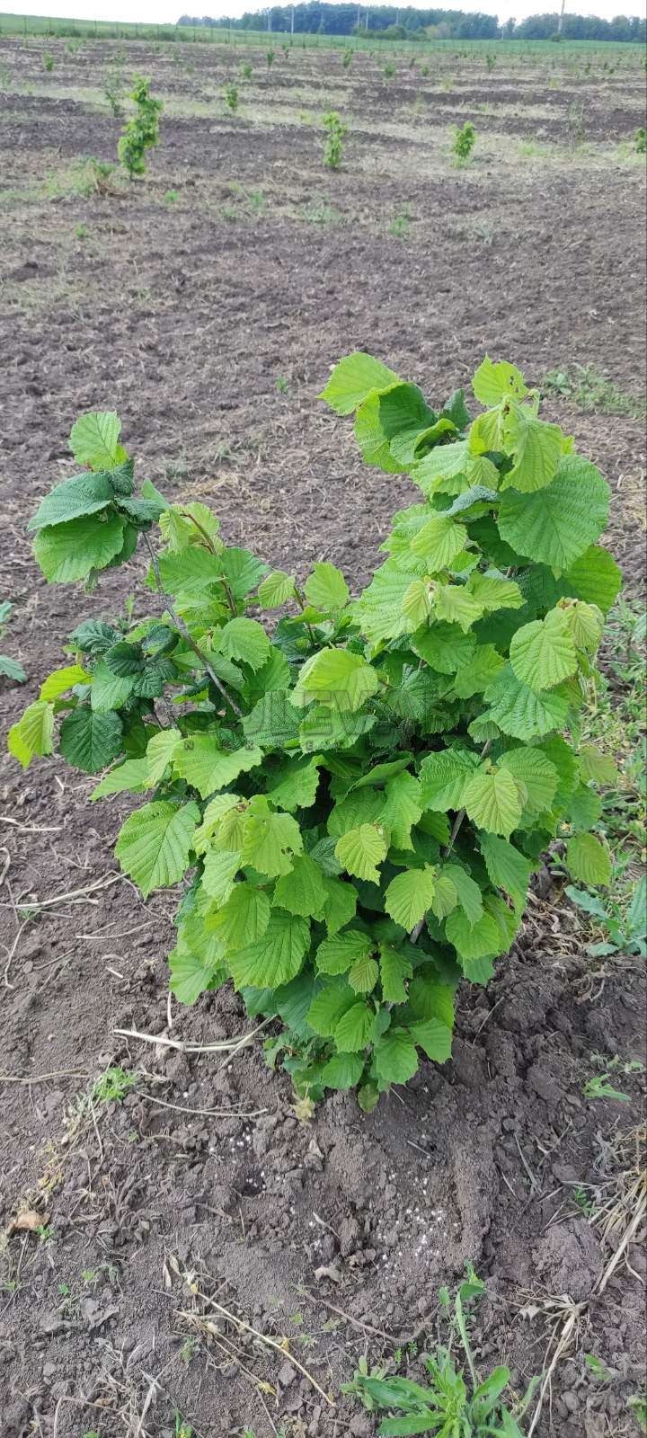 Plac, Gornje Jarušice, Gornje Jarušice ID: p-08611 13