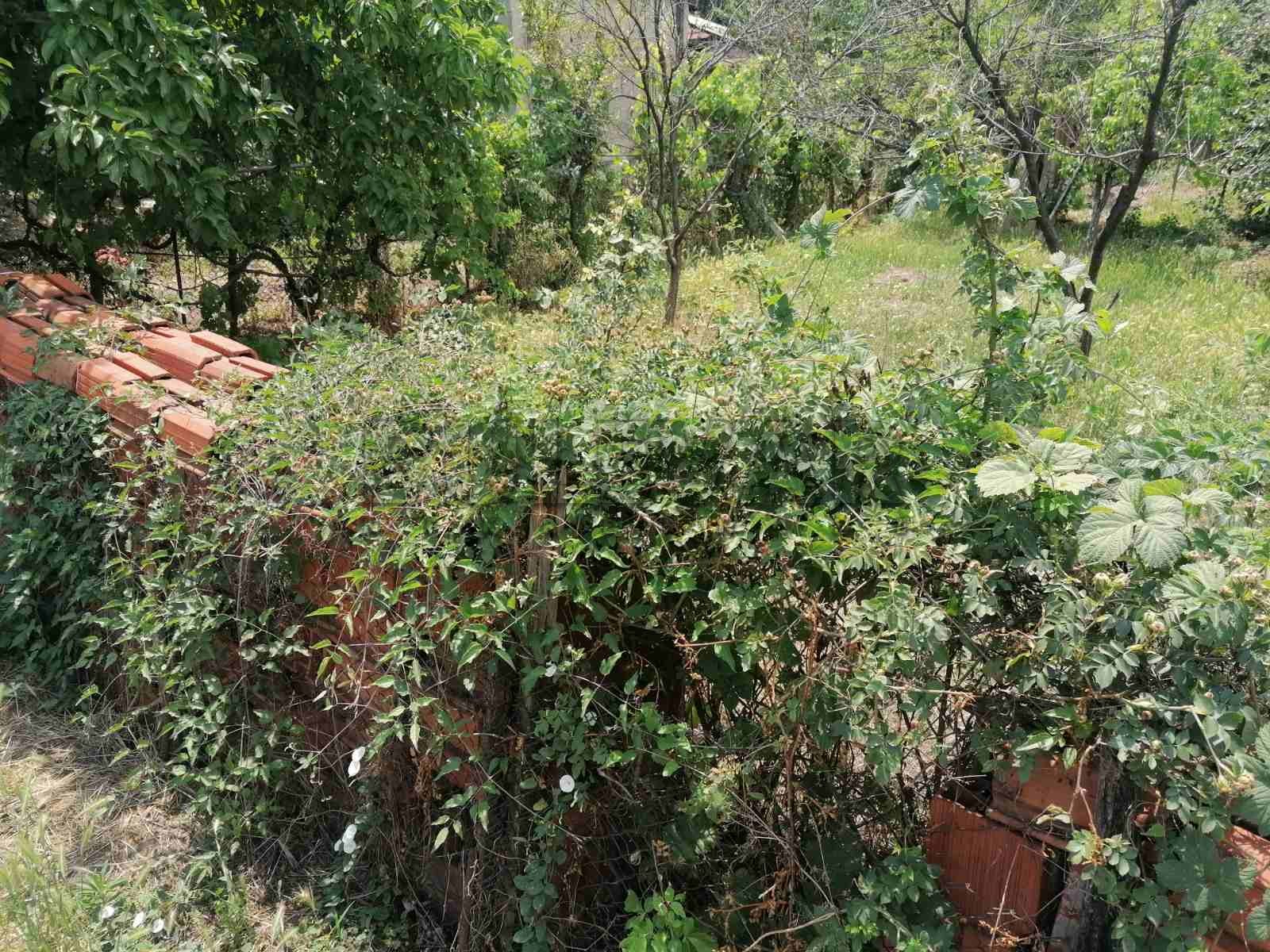 Plac, Kičevo, Drainčeva ID: p-06108 1