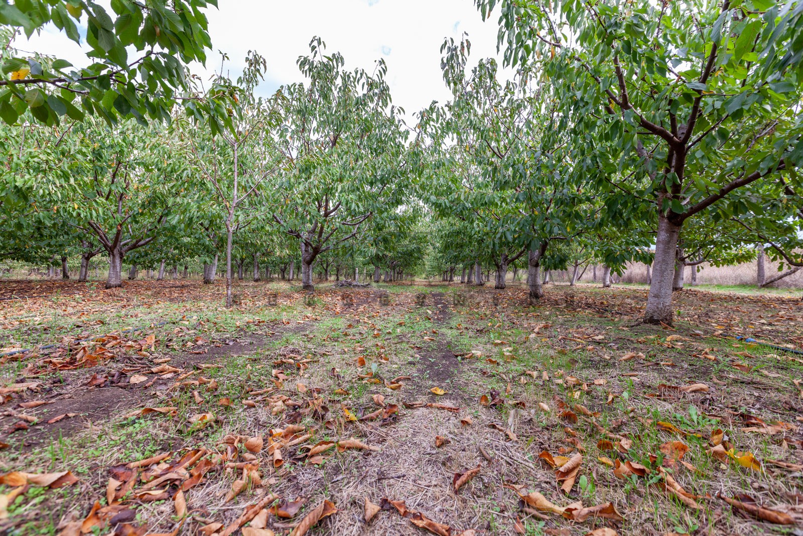 Plac, Merošina ID: p-04315 2