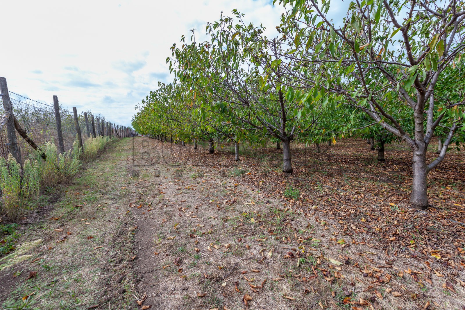 Plac, Merošina ID: p-04315 3