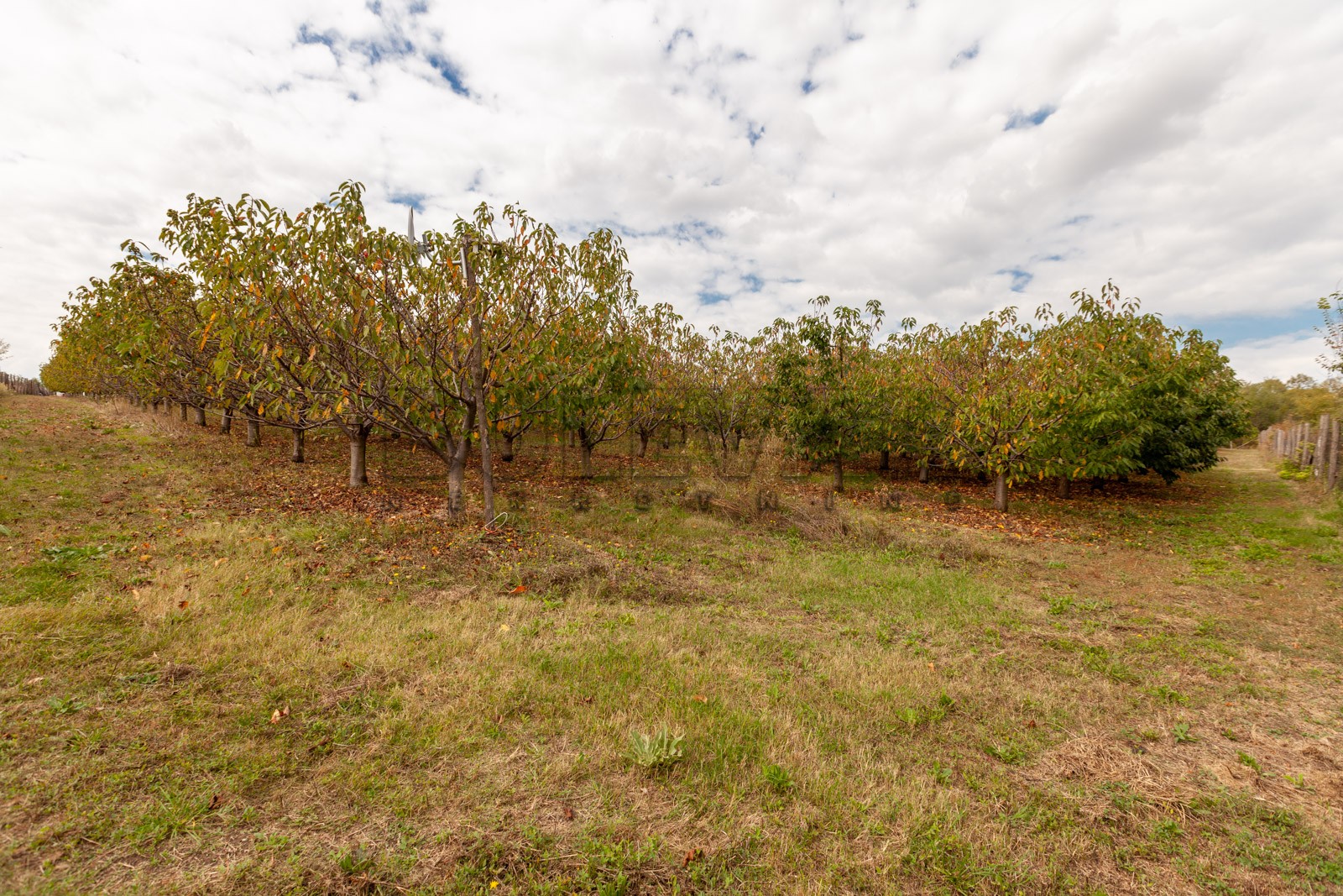 Plac, Merošina ID: p-04315 4