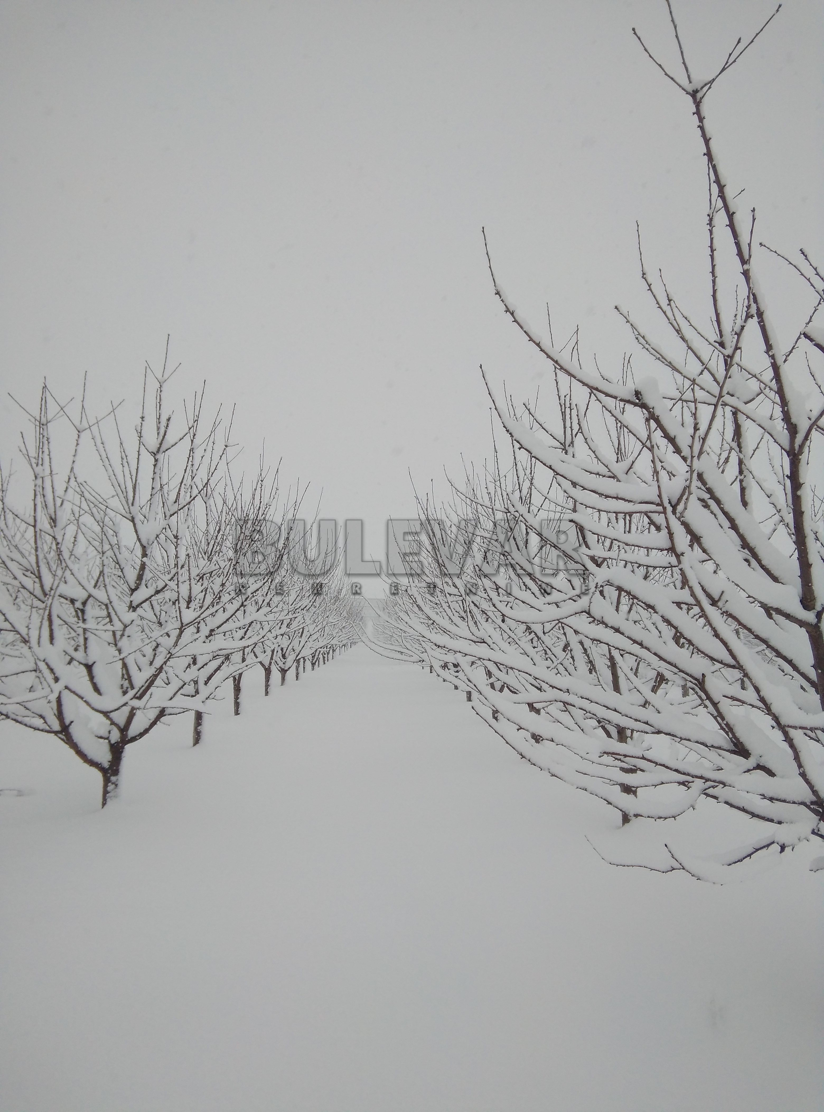 Plac, Merošina ID: p-04315 5