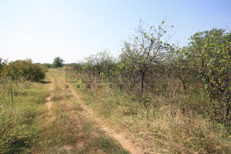 Plac, Palilula, Dimitrija Tucovića ID: p-01833 4