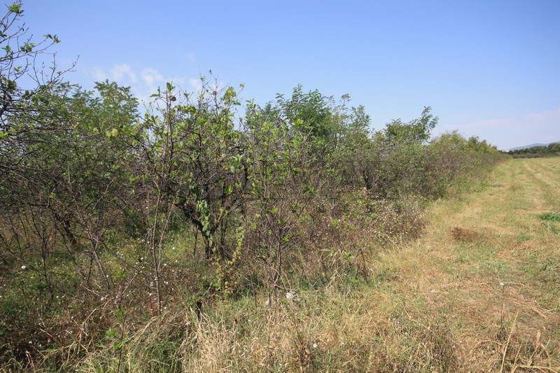 Plac, Palilula, Dimitrija Tucovića ID: p-01833 5