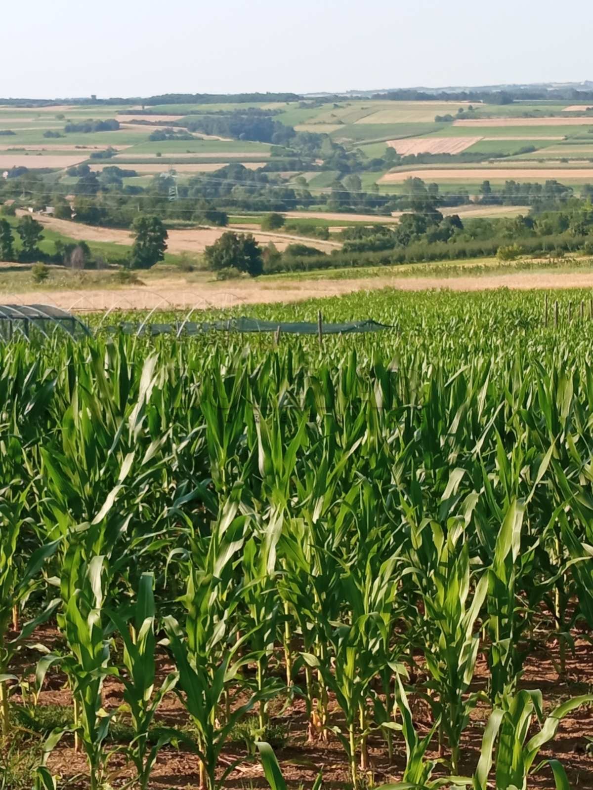 Plac, Šljivovac, Poskurički put ID: p-09179 1