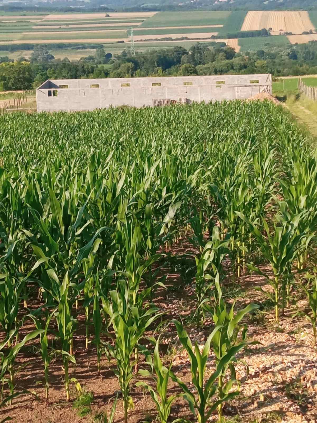 Plac, Šljivovac, Poskurički put ID: p-09179 3