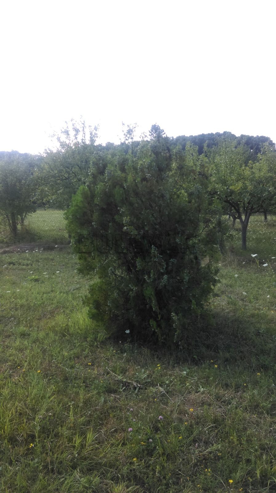 Plac, Žunje, Žunje ID: p-010884 9