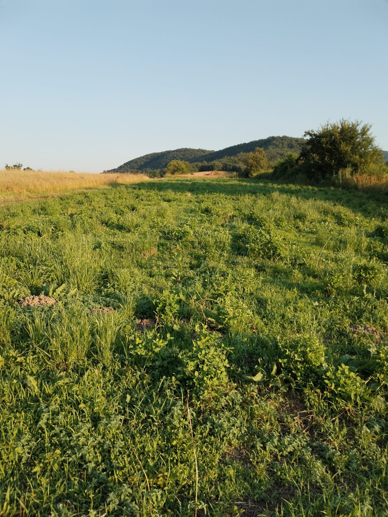 Plac, Žunje, Žunje ID: p-09193 7