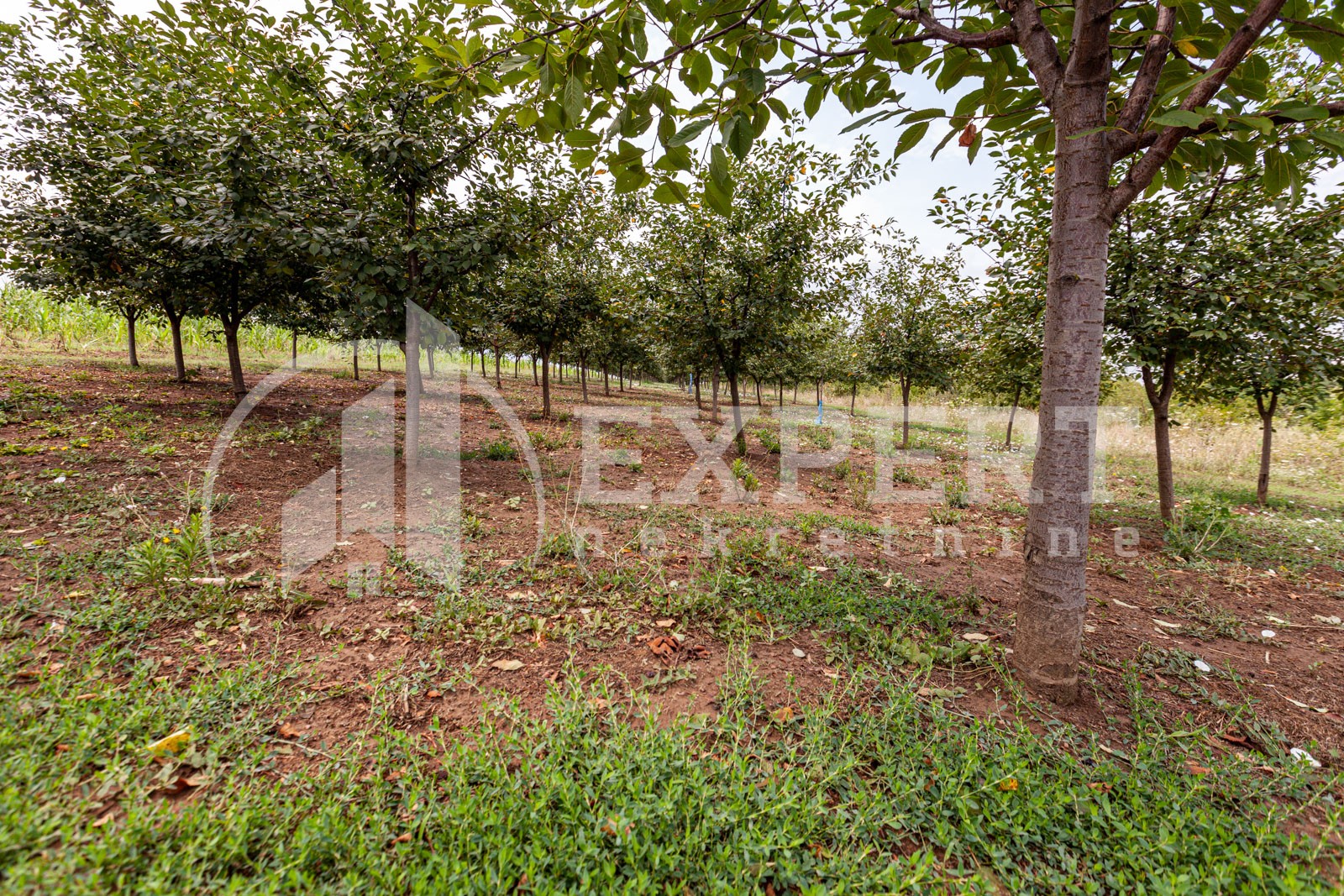 četvorosobna kuća, 146 m2, Mramorsko Brdo ID: p-03786 11