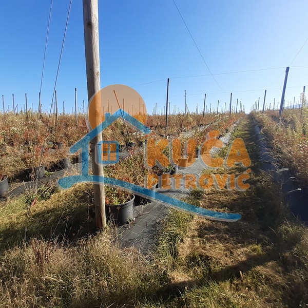 Plac, Crvena Reka ID: p-09849 11