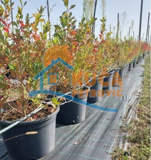 Plac, Crvena Reka ID: p-09849 8