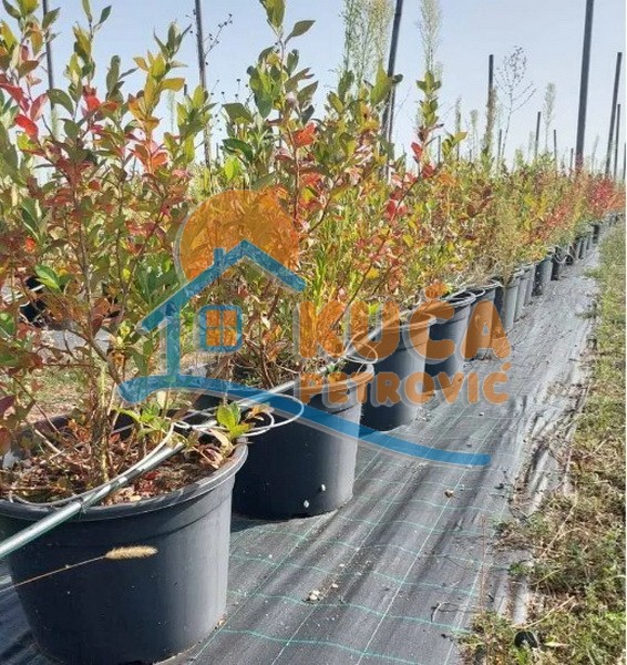 Plac, Crvena Reka ID: p-09849 9