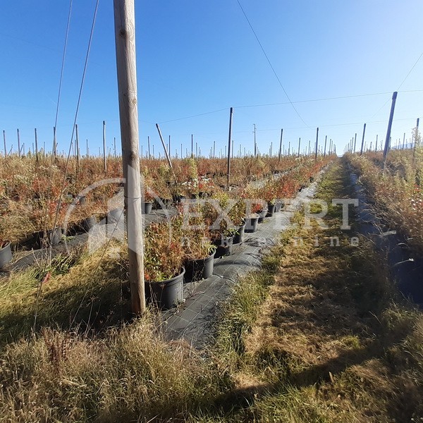 Plac, Crvena Reka ID: p-09849 11