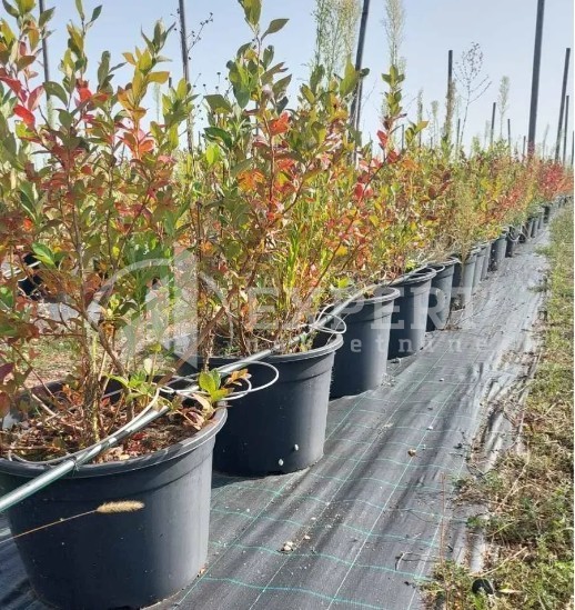 Plac, Crvena Reka ID: p-09849 8