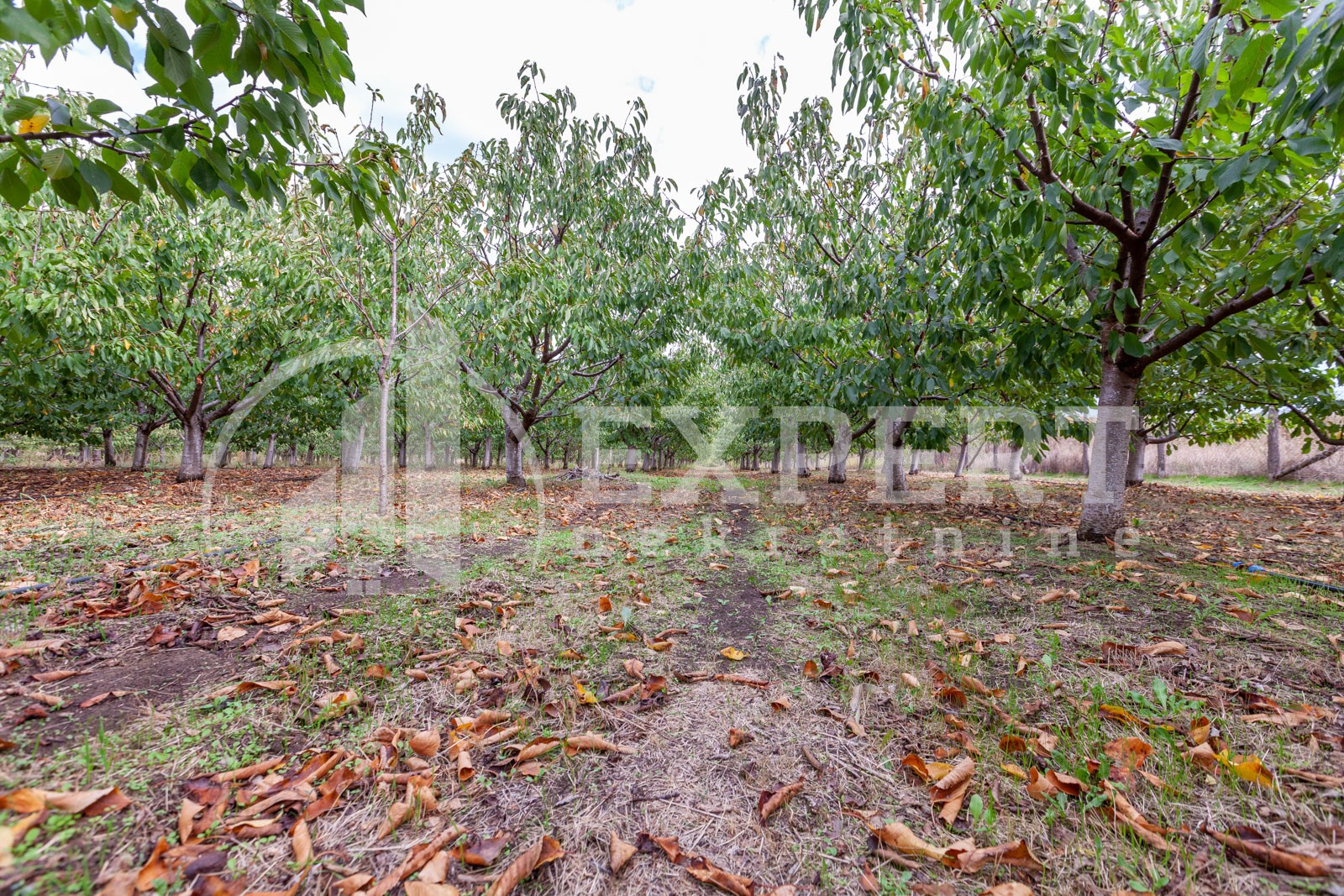 Plac, Merošina ID: p-04315 2