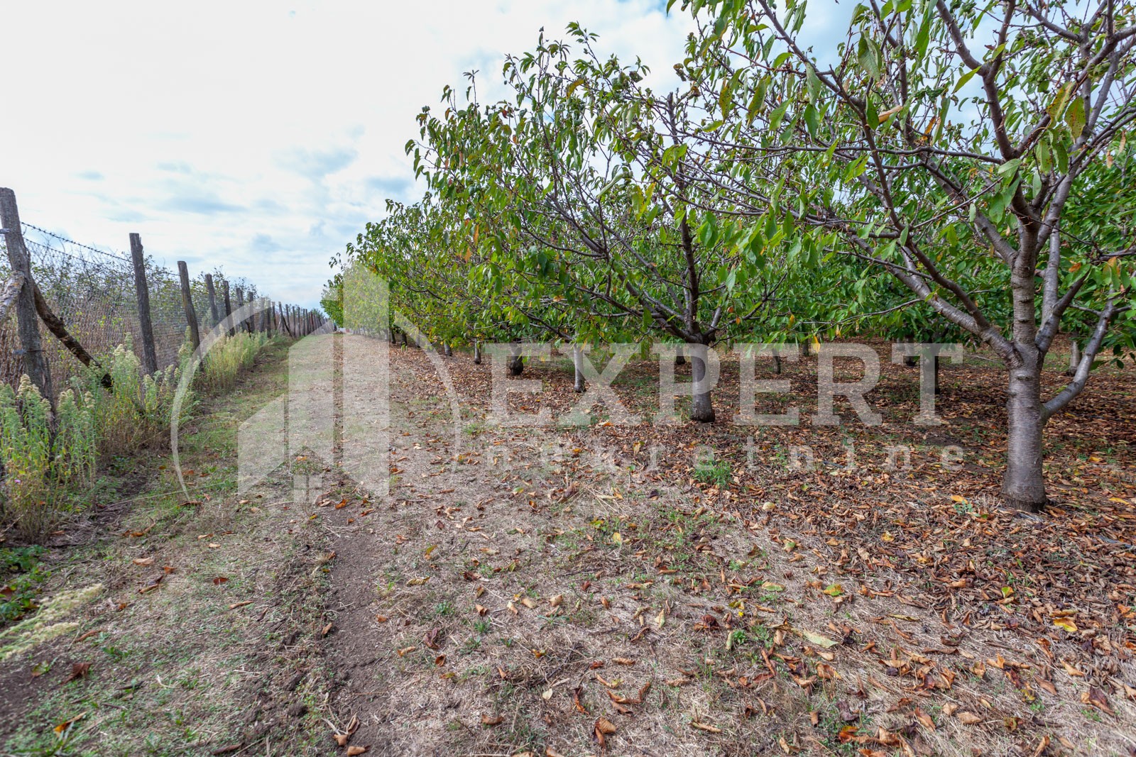 Plac, Merošina ID: p-04315 3