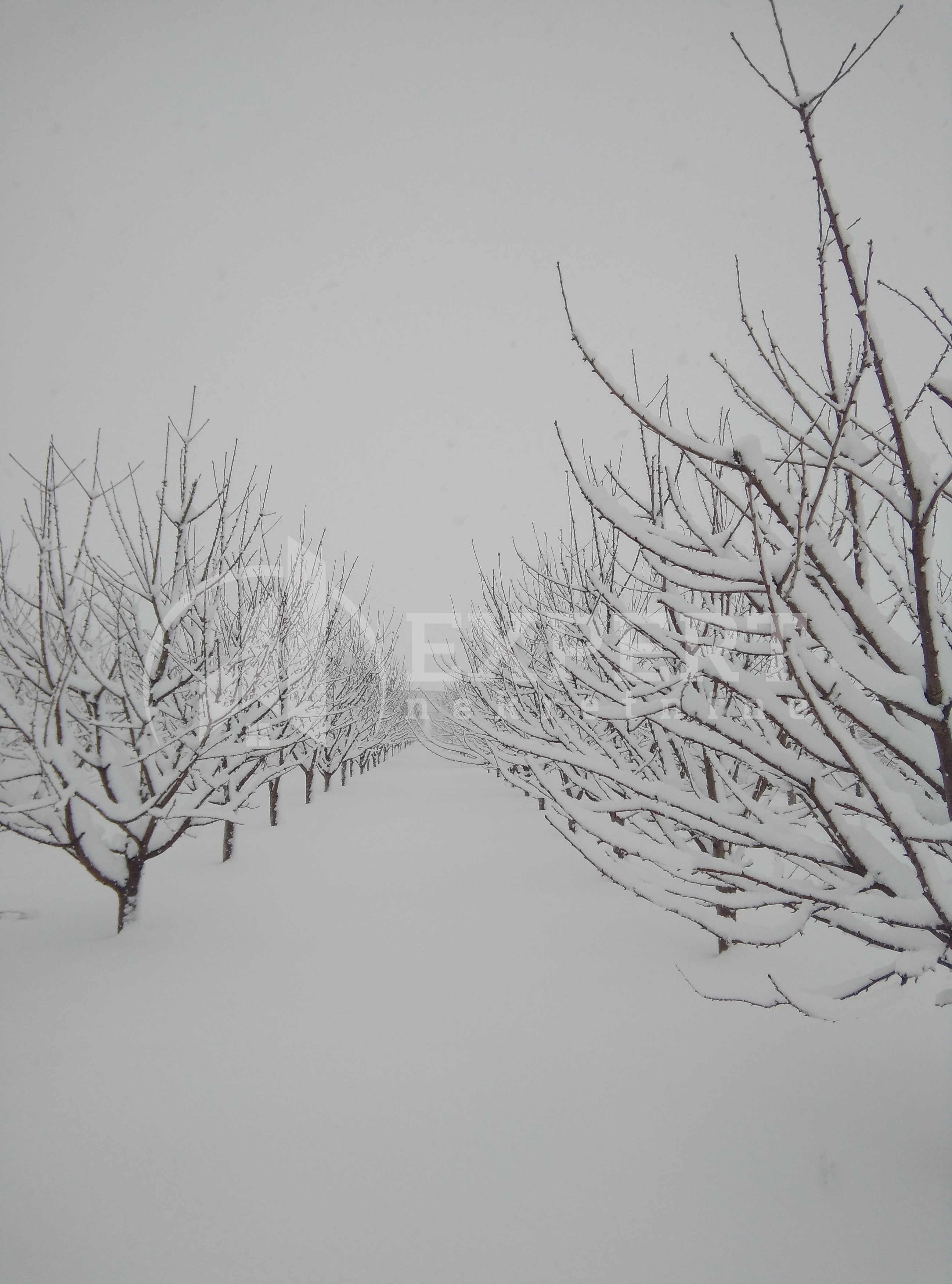 Plac, Merošina ID: p-04315 5