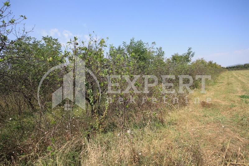 Plac, Palilula, Dimitrija Tucovića ID: p-01833 5