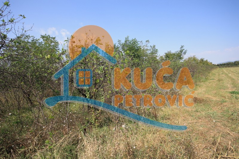 Plac, Palilula, Dimitrija Tucovića ID: p-01833 5