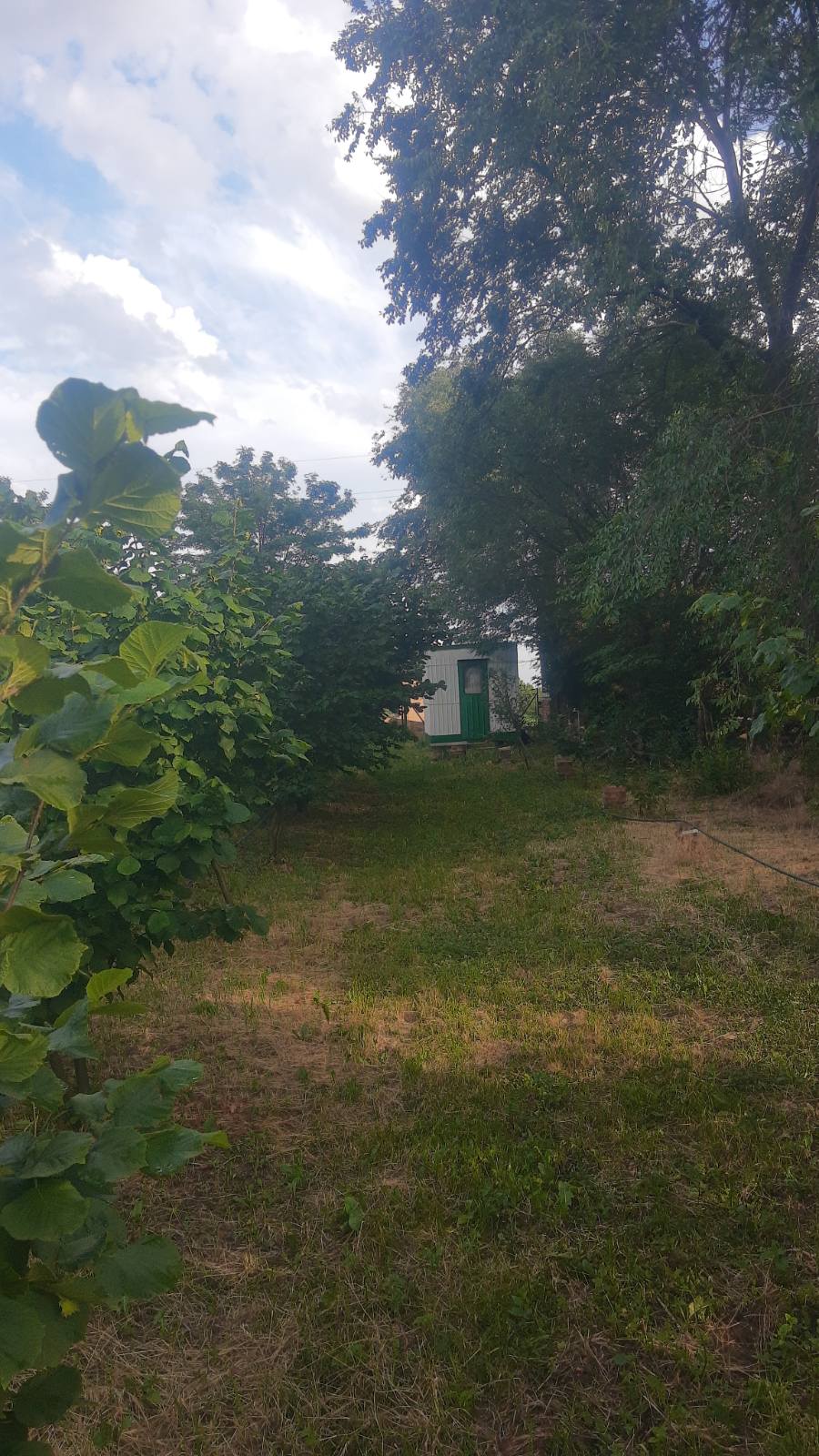 Voćnjak pod zasadom lešnika 1