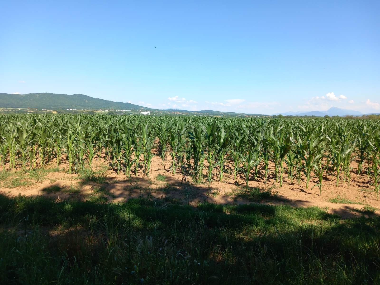 Plac, Vrtište, Vrtište ID: p-011715 1