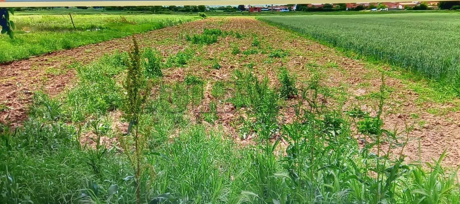 Plac, Njegoševa ID: p-011887 1