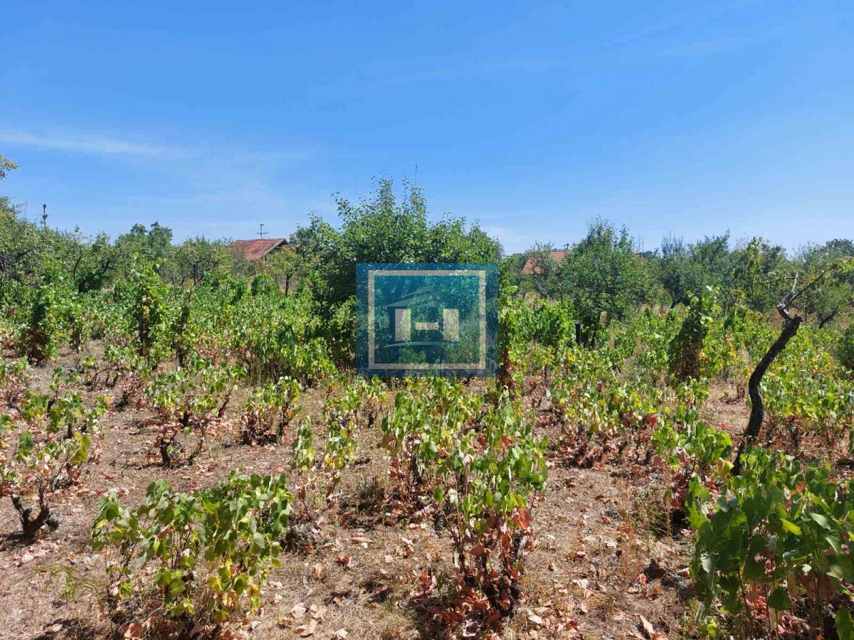 Vinograd -plac u gradjevinskom području 2