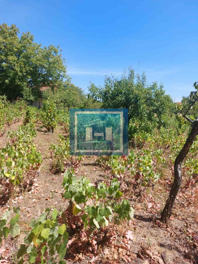Vinograd -plac u gradjevinskom području 3