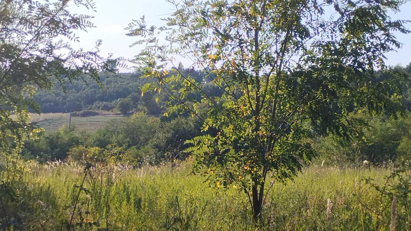 Plac 50ari sumsko zemljiste Transped 4