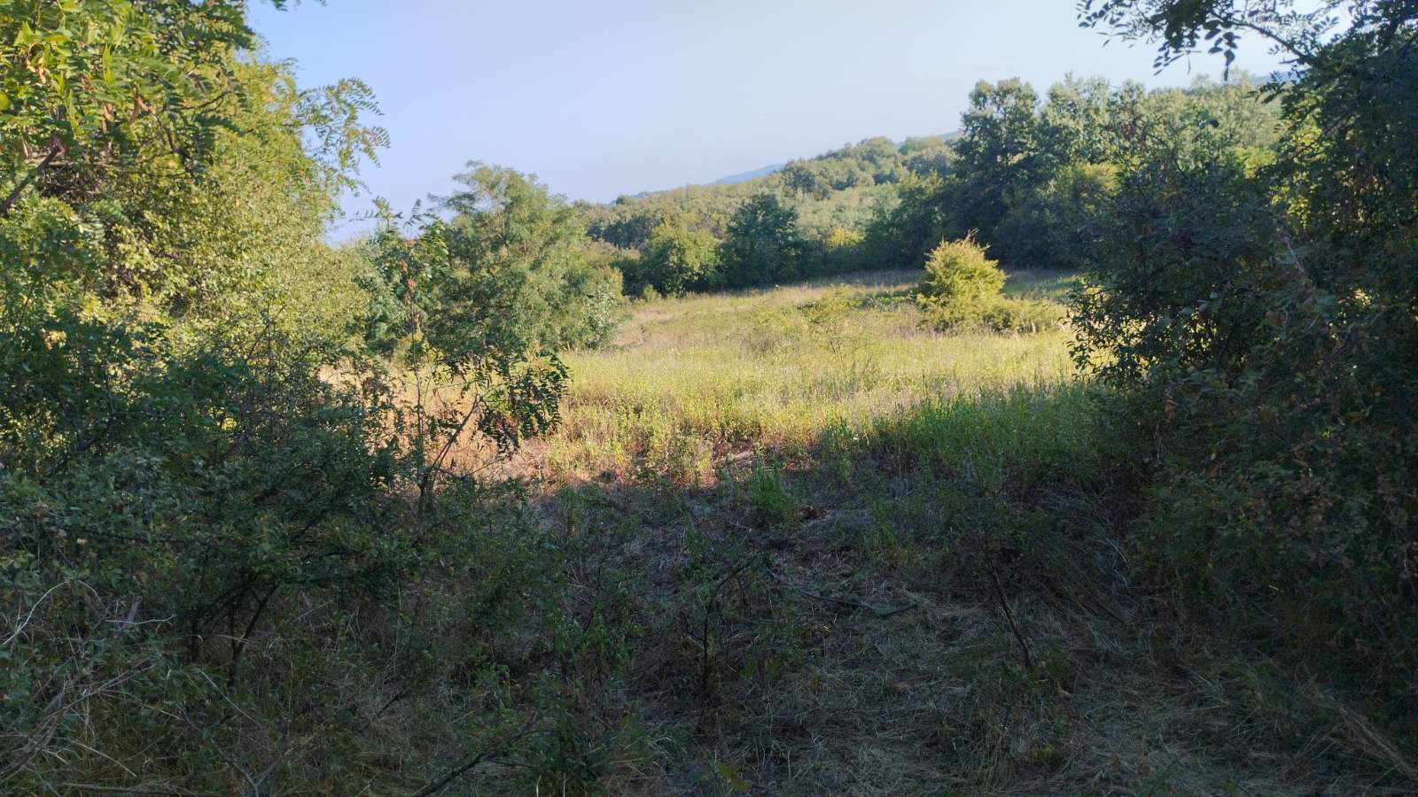 Plac 50ari sumsko zemljiste Transped 5