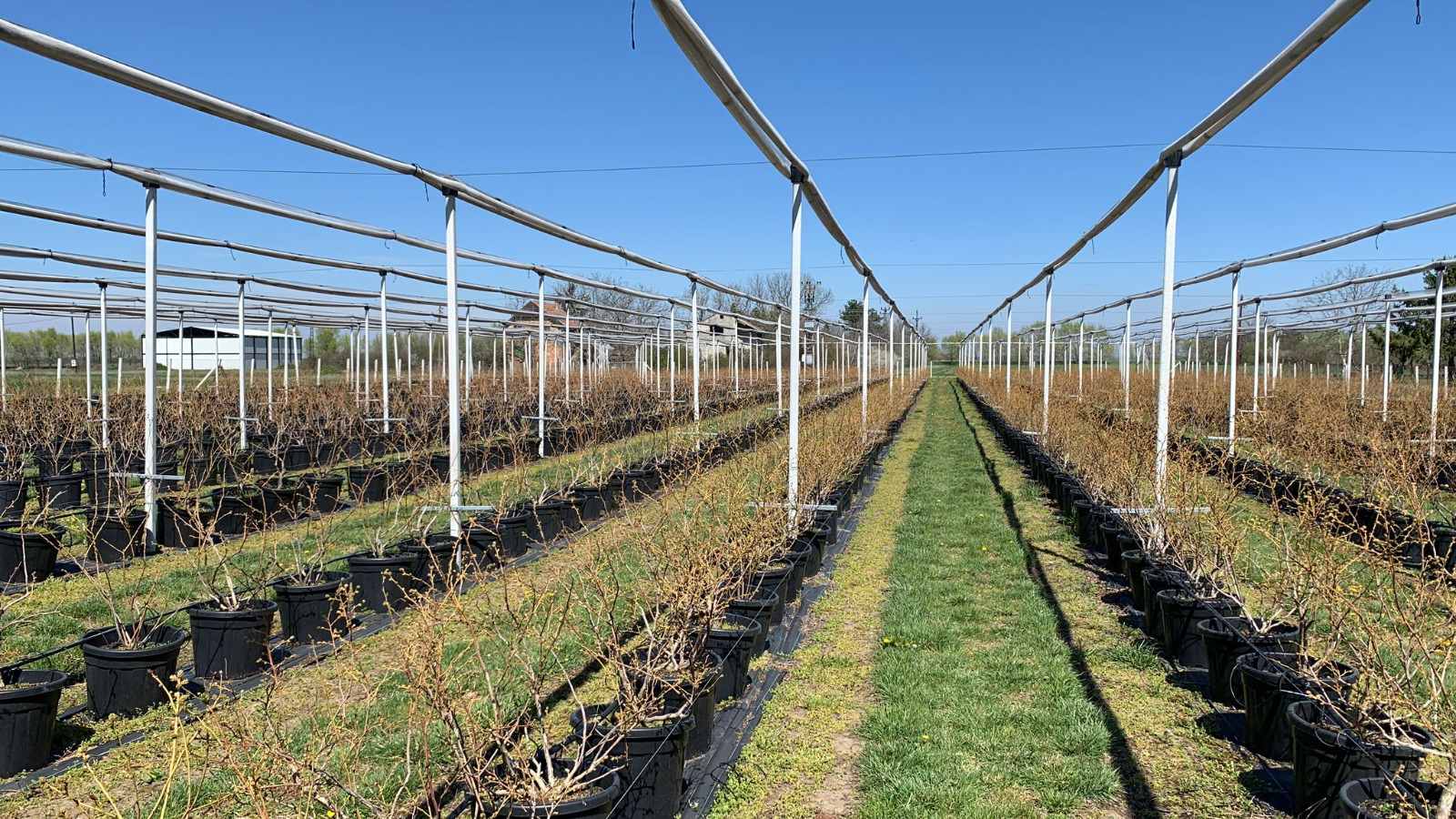 Plantaza Borovnica 3