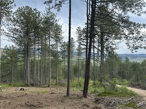 Na prodaju zemljiste ukupne povrsine 80 ari  Tometino polje   Divčibare 4
