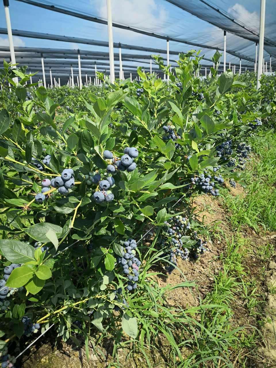 Prodajem zasad borovnice Sabac Varna 1